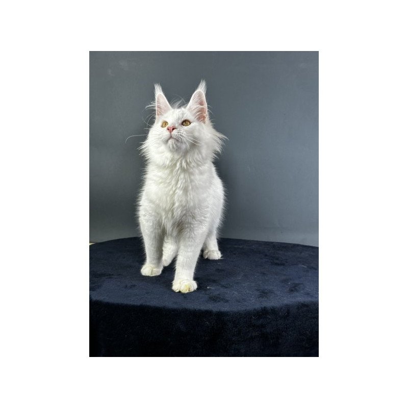 Maine Coon Alva Xever