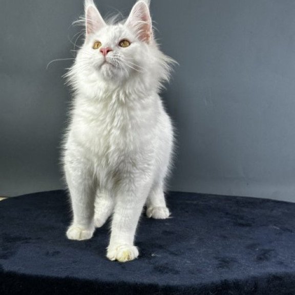 Maine Coon Alva Xever