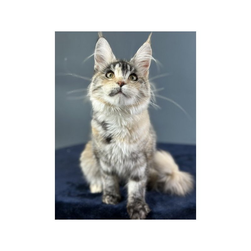 Maine Coon Alva Yosha