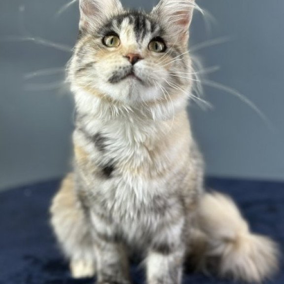 Maine Coon Alva Yosha