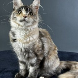 Maine Coon Alva Yosha