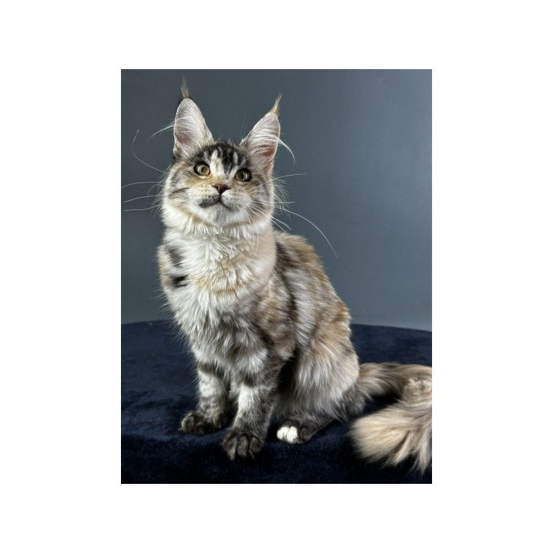 Maine Coon Alva Yosha