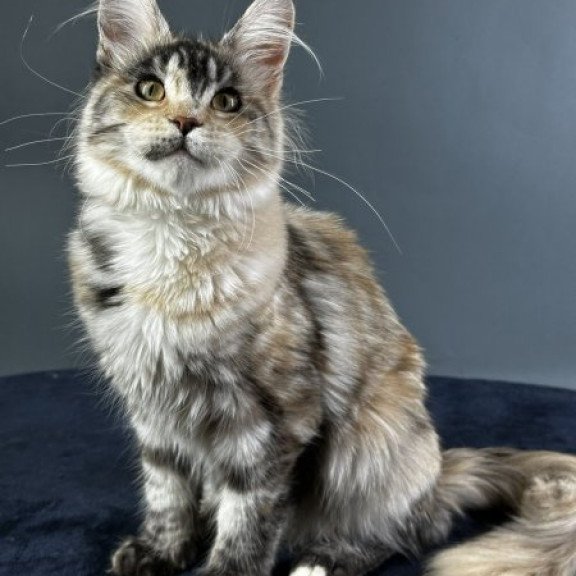 Maine Coon Alva Yosha