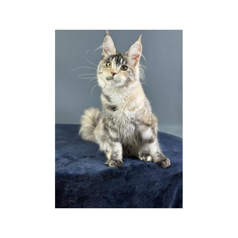 Maine Coon Alva Yosha