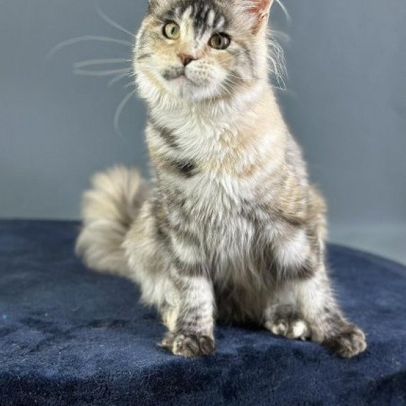 Maine Coon Alva Yosha