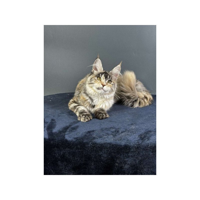 Maine Coon Alva Yosha