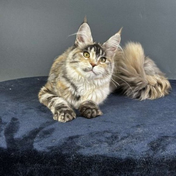 Maine Coon Alva Yosha