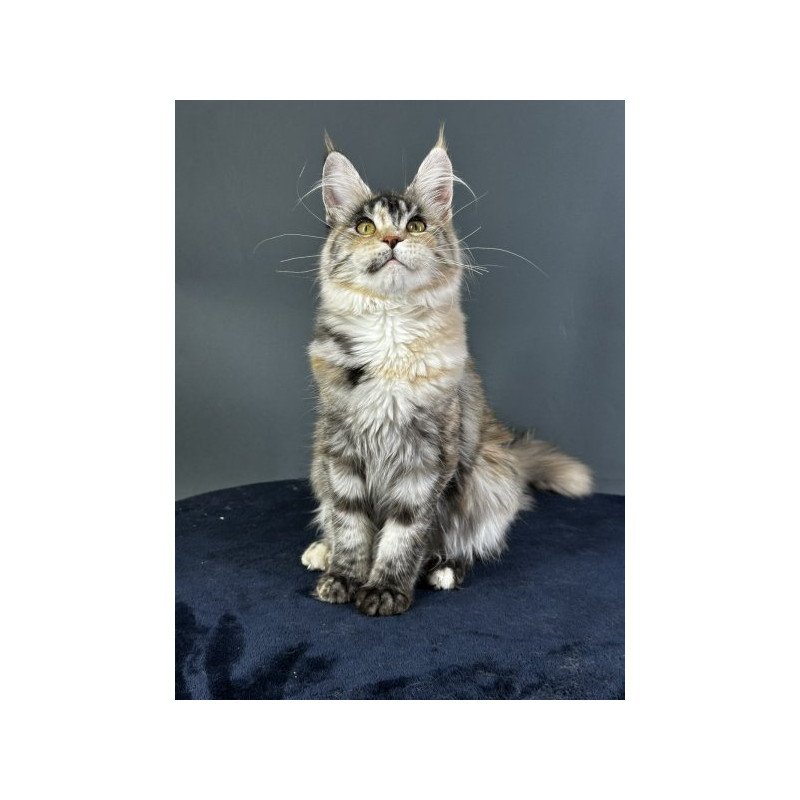 Maine Coon Alva Yosha