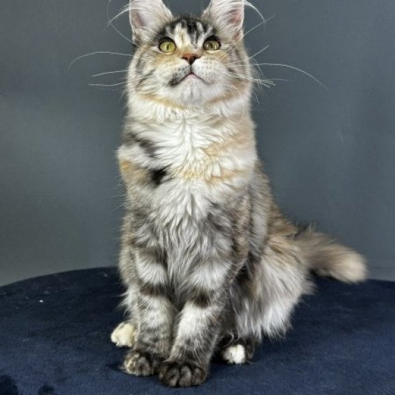 Maine Coon Alva Yosha
