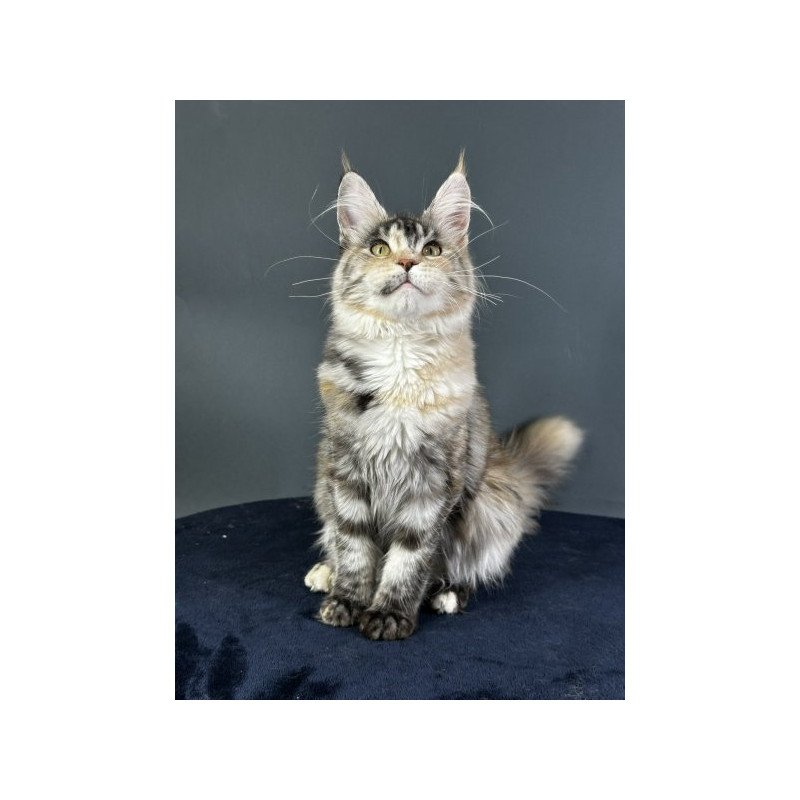 Maine Coon Alva Yosha