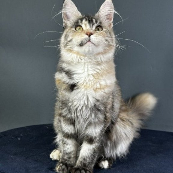 Maine Coon Alva Yosha