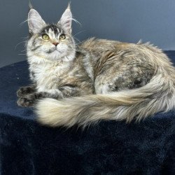 Maine Coon Alva Yosha
