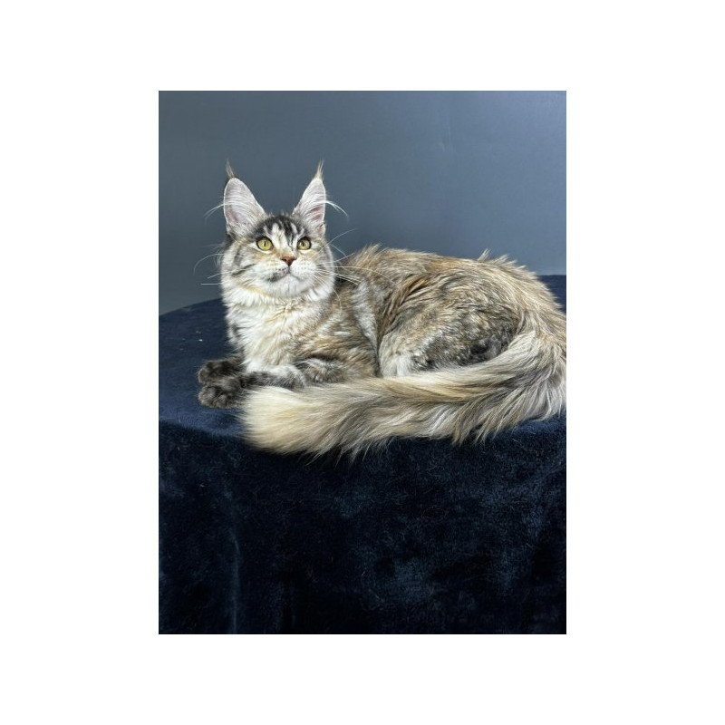 Maine Coon Alva Yosha