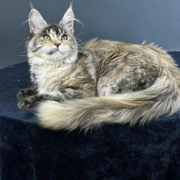 Maine Coon Alva Yosha