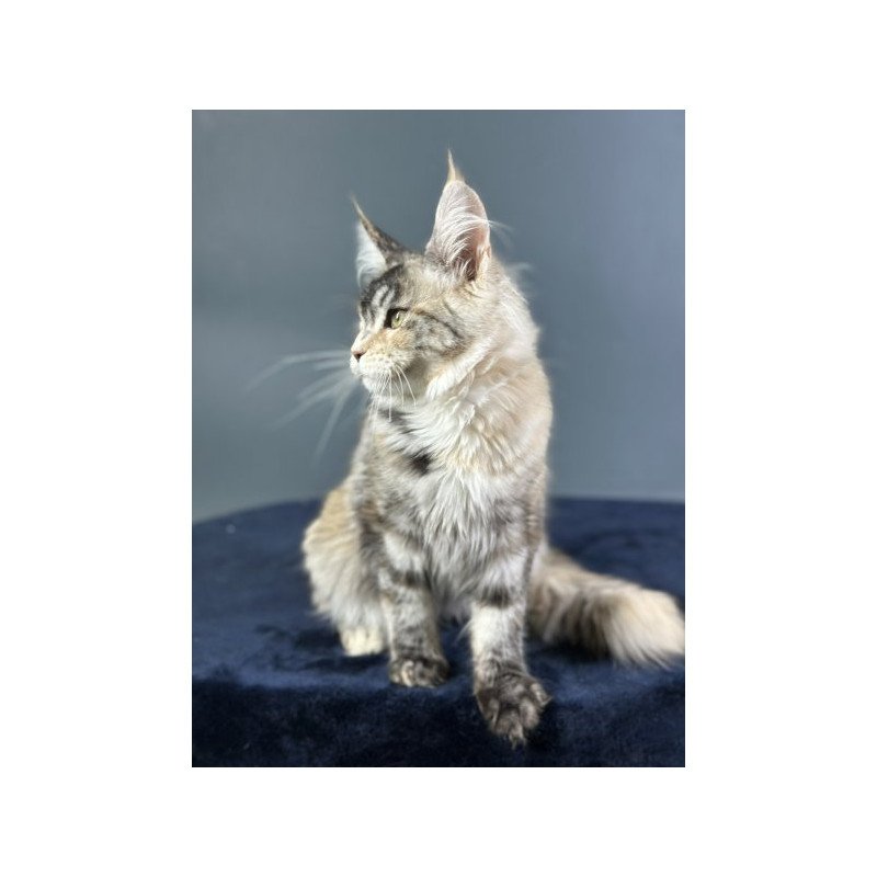 Maine Coon Alva Yosha