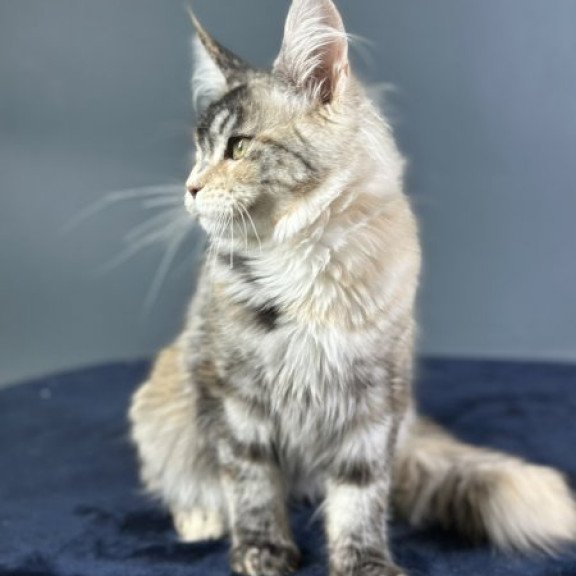 Maine Coon Alva Yosha