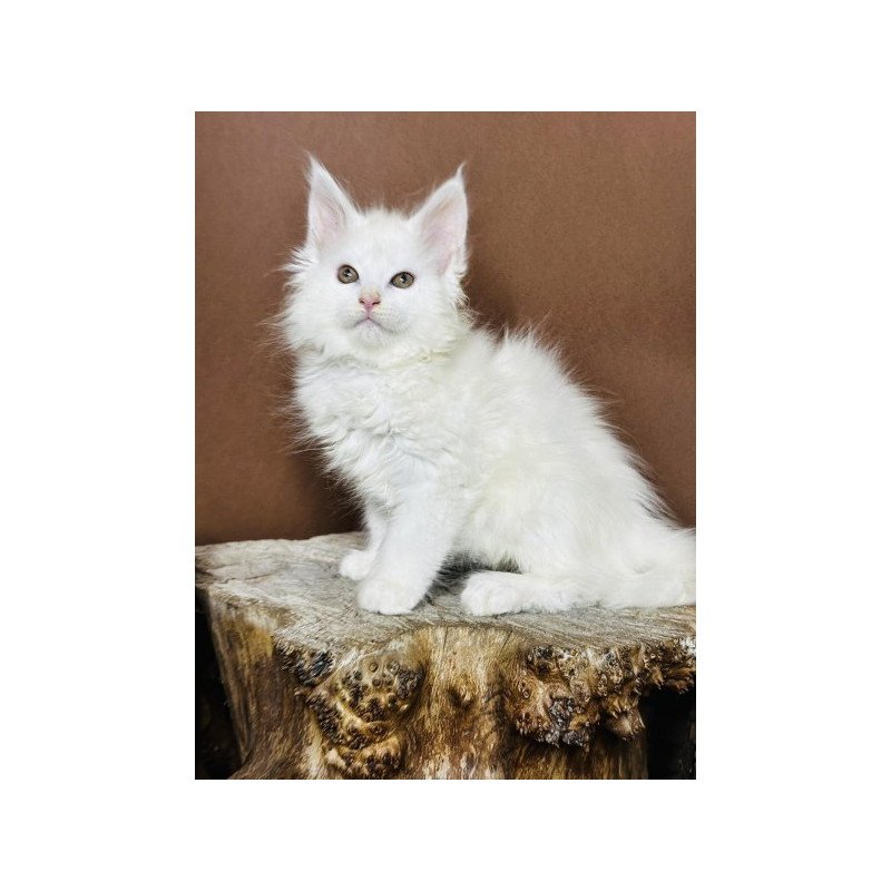 Maine Coon Alva Honey Polydactyl