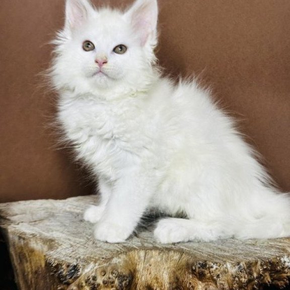 Maine Coon Alva Honey Polydactyl