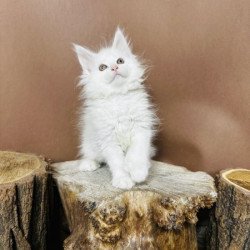 Maine Coon Alva Honey...