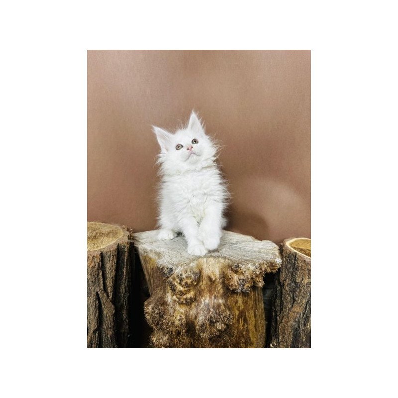 Maine Coon Alva Honey Polydactyl