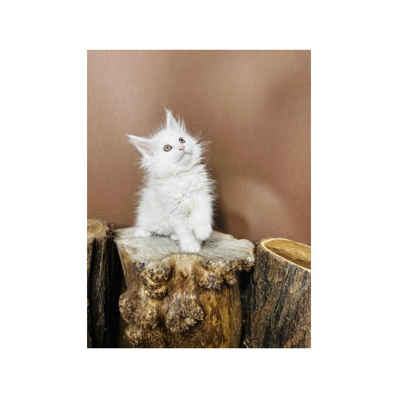 Maine Coon Alva Honey Polydactyl