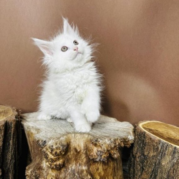 Maine Coon Alva Honey Polydactyl