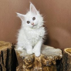 Maine Coon Alva Honey...