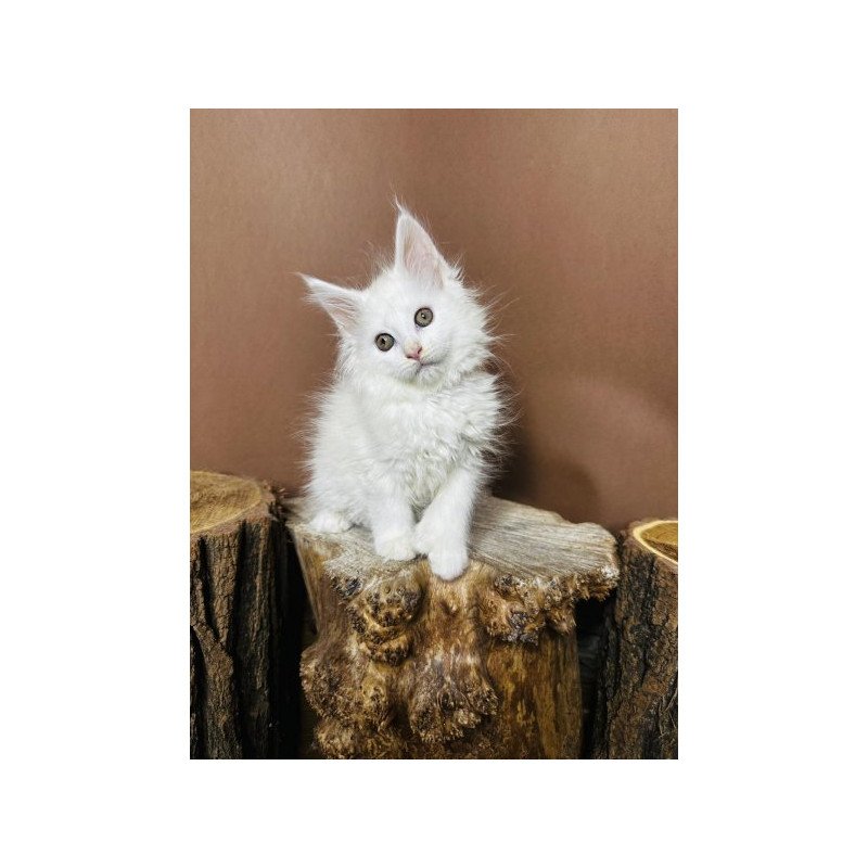 Maine Coon Alva Honey Polydactyl