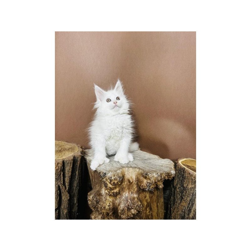 Maine Coon Alva Honey Polydactyl
