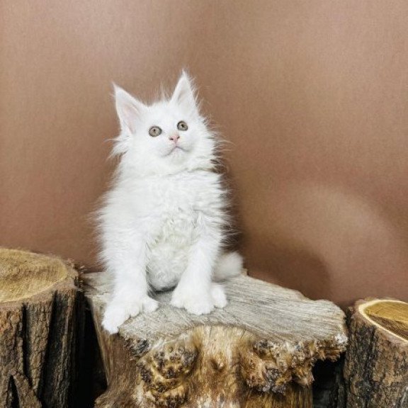 Maine Coon Alva Honey Polydactyl