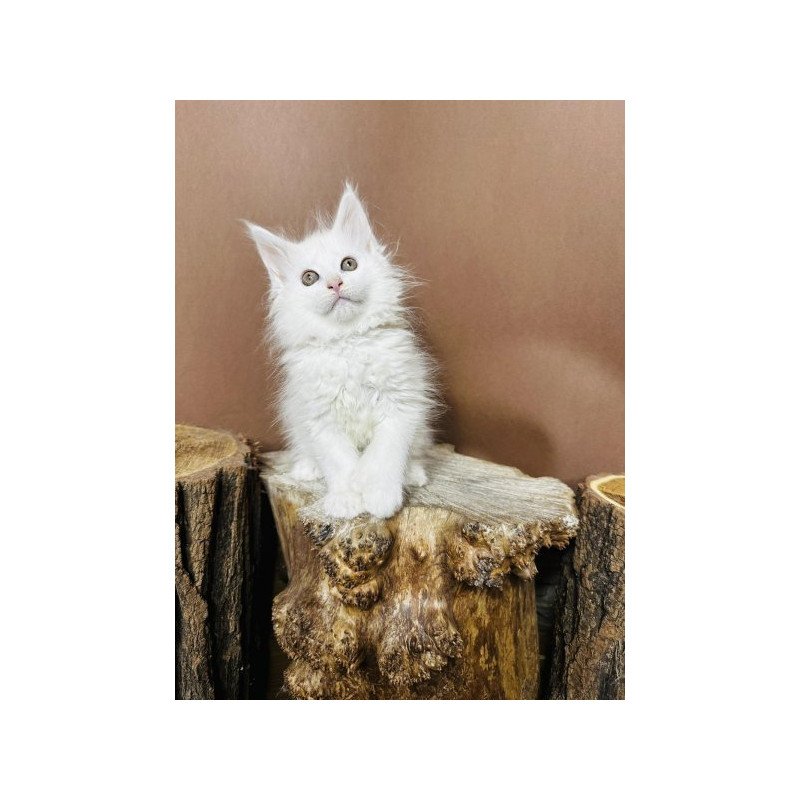 Maine Coon Alva Honey Polydactyl