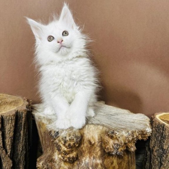 Maine Coon Alva Honey Polydactyl