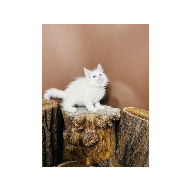Maine Coon Alva Honey Polydactyl