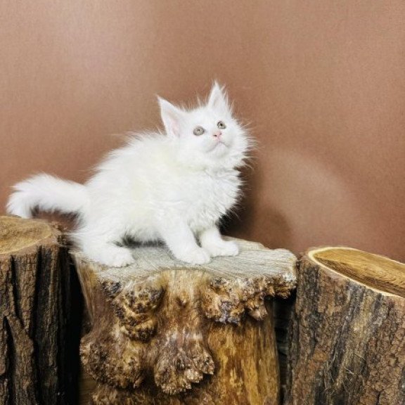 Maine Coon Alva Honey Polydactyl