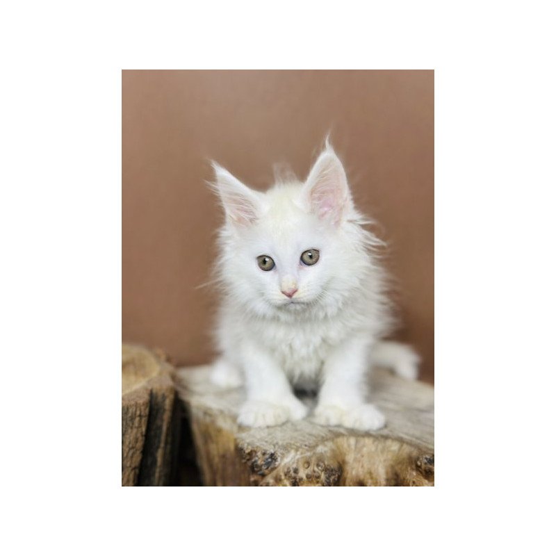 Maine Coon Alva Honey Polydactyl