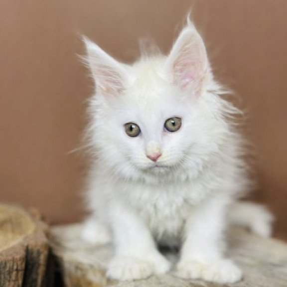 Maine Coon Alva Honey Polydactyl