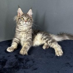 Maine Coon Alva Yumira