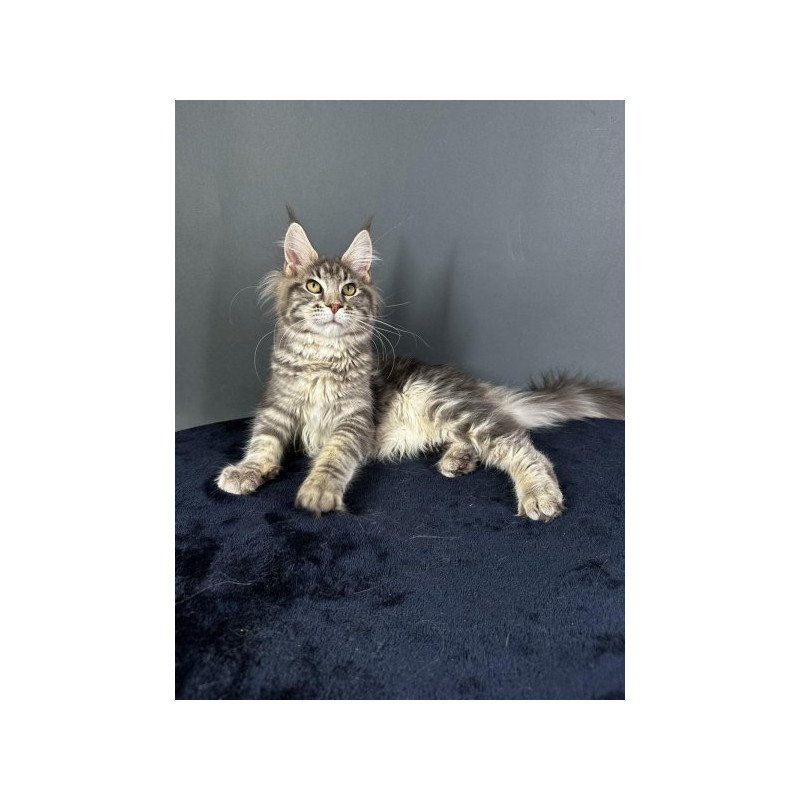 Maine Coon Alva Yumira