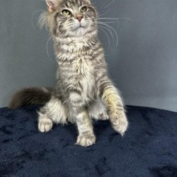 Maine Coon Alva Yumira