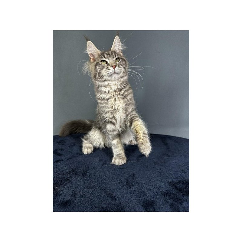 Maine Coon Alva Yumira