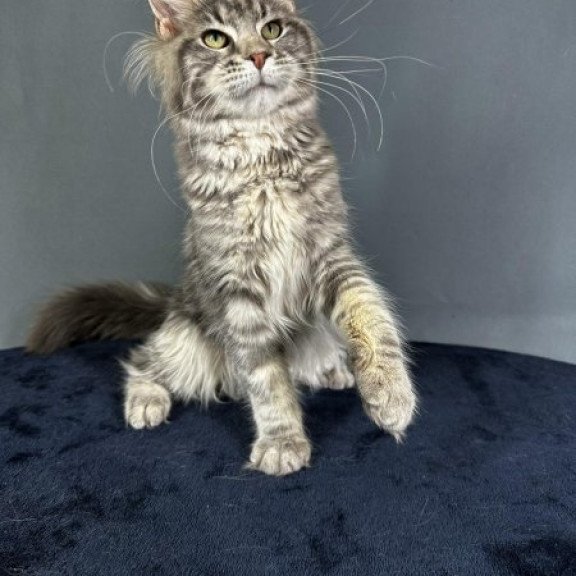Maine Coon Alva Yumira