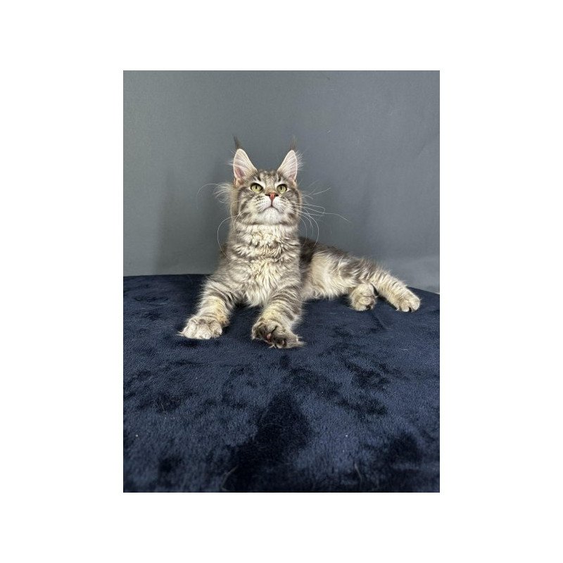 Maine Coon Alva Yumira