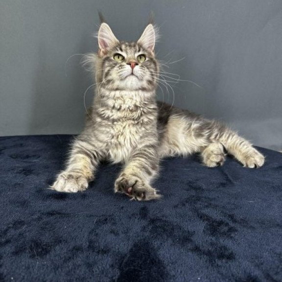 Maine Coon Alva Yumira