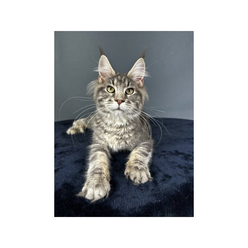 Maine Coon Alva Yumira