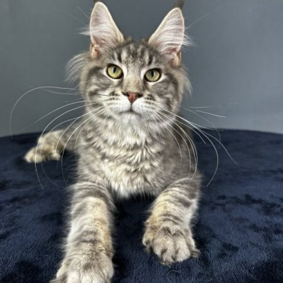Maine Coon Alva Yumira