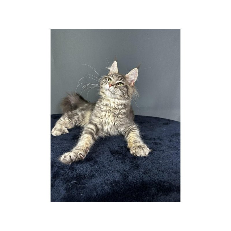 Maine Coon Alva Yumira