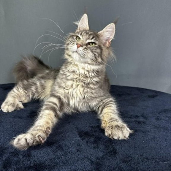 Maine Coon Alva Yumira