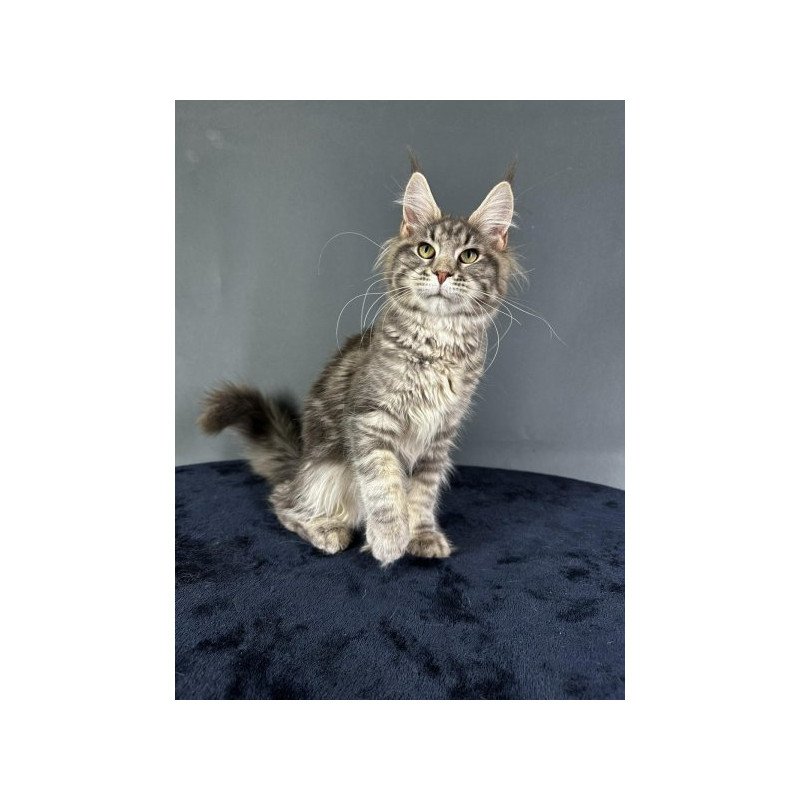 Maine Coon Alva Yumira