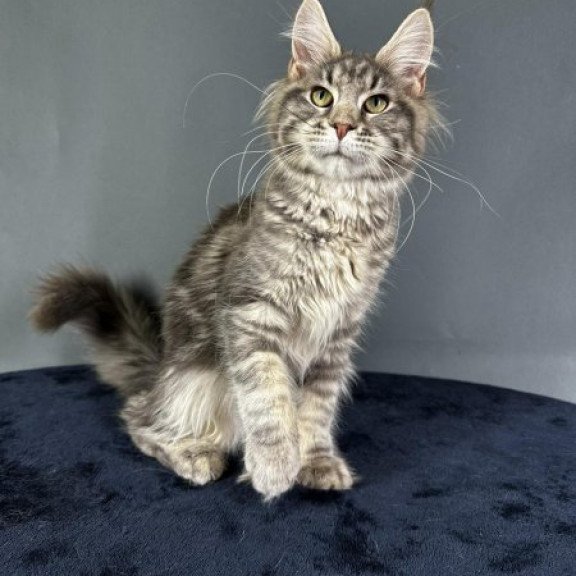Maine Coon Alva Yumira
