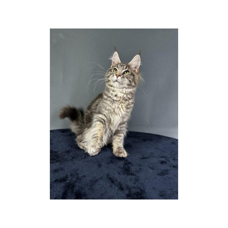 Maine Coon Alva Yumira